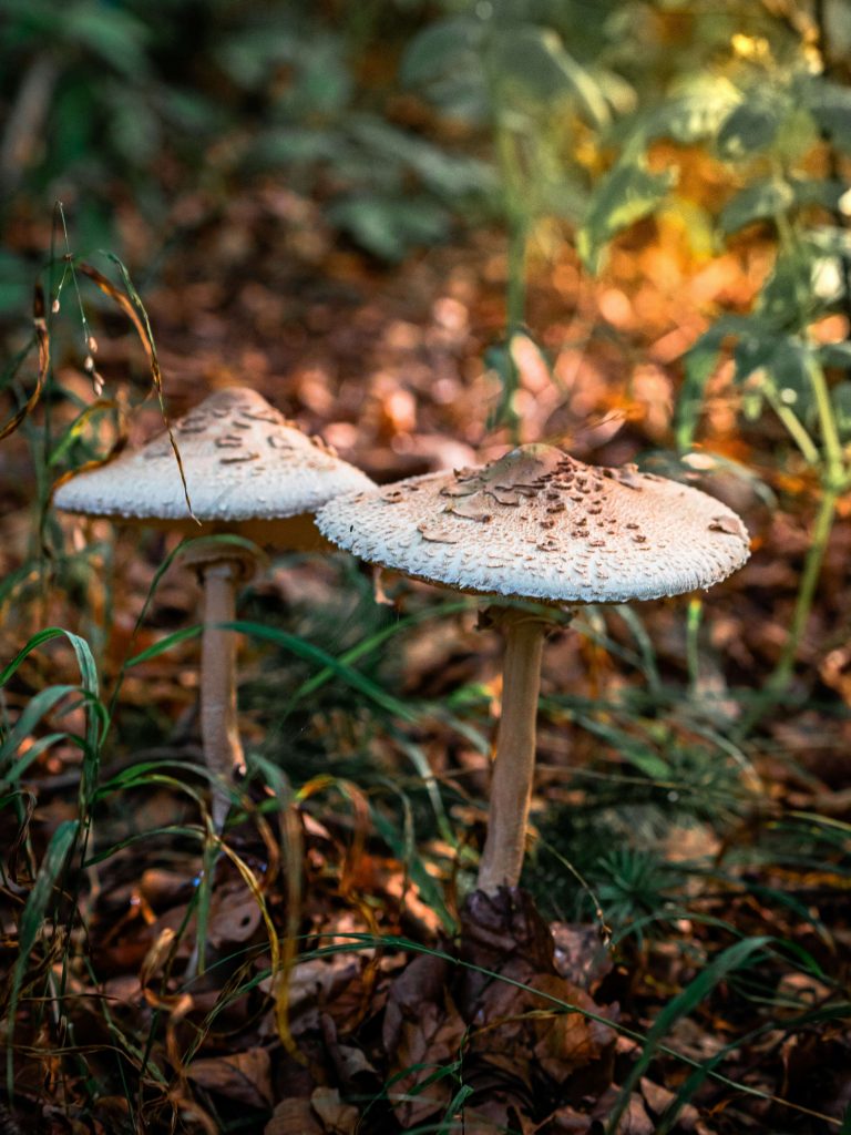 zwei Parasole im Laubwald