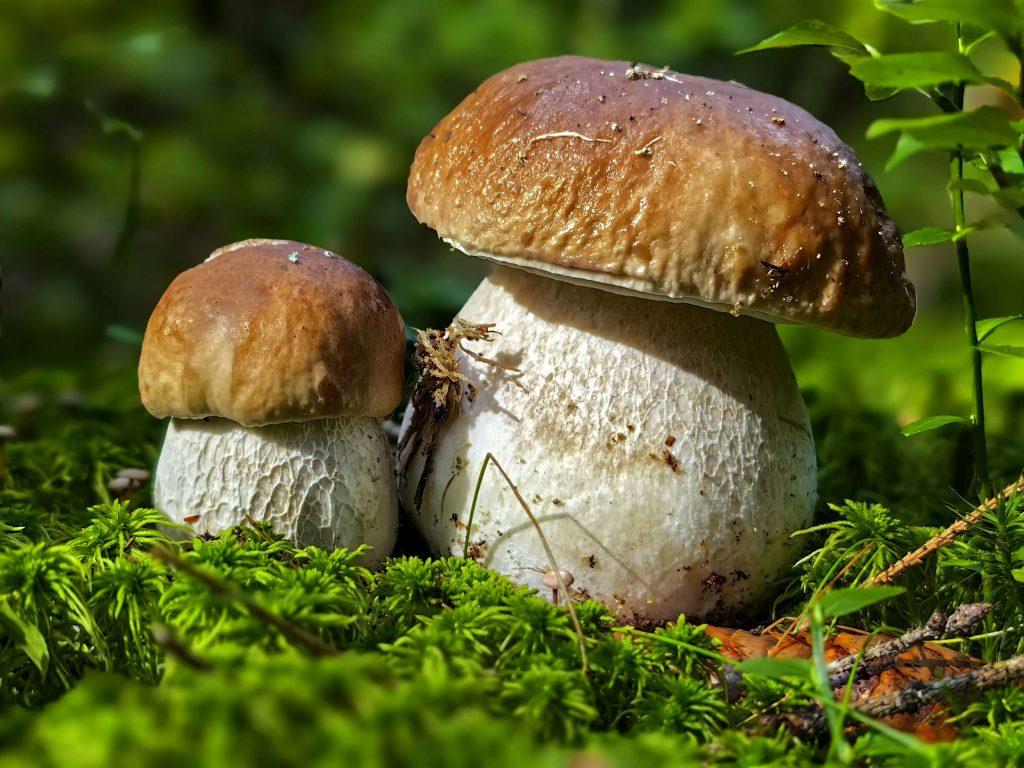 zwei Steinpilze stehen im Moos