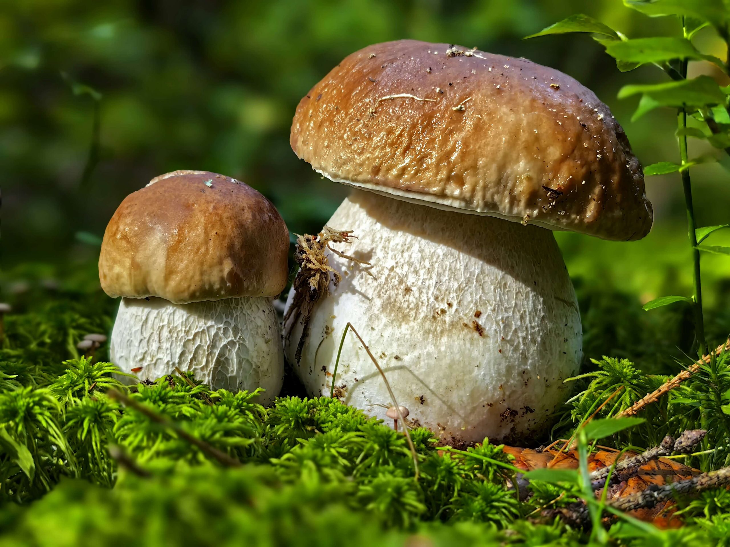 zwei Steinpilze stehen im Moos